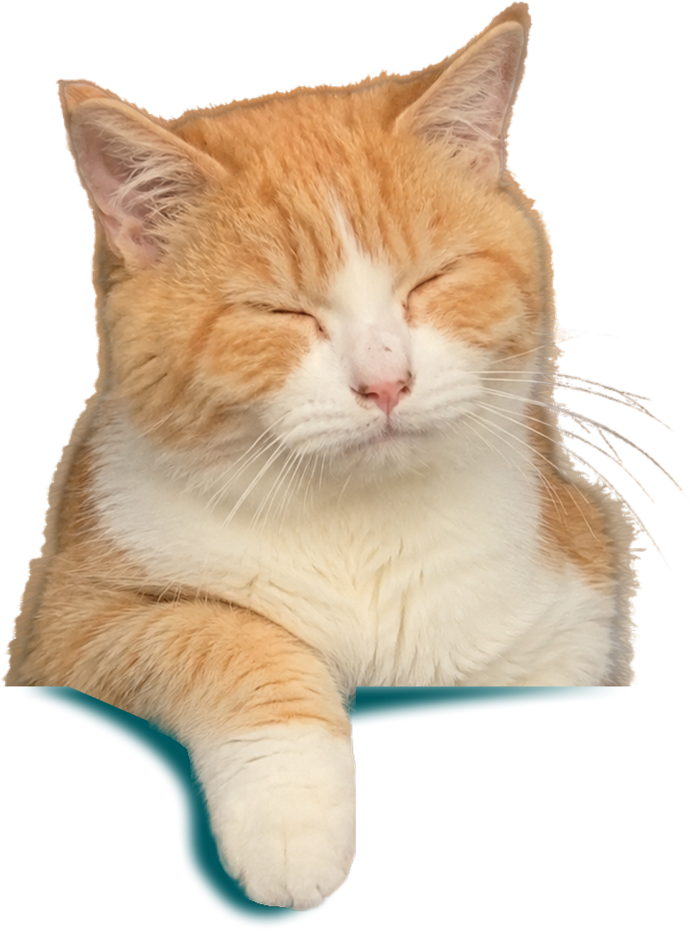 Sleepy orange cat